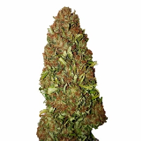 Harlequin CBD+ > CBD+ Buds